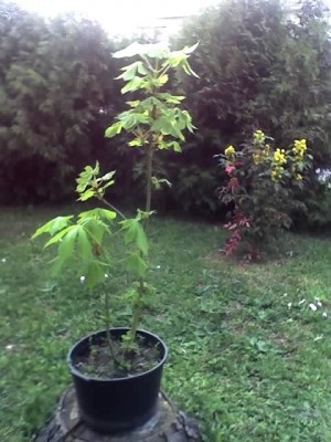 17-04-07_1922.jpg