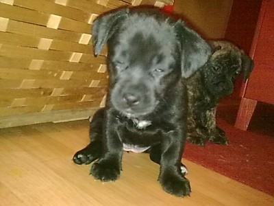 ...kleine Dame kurzhaar.JPG