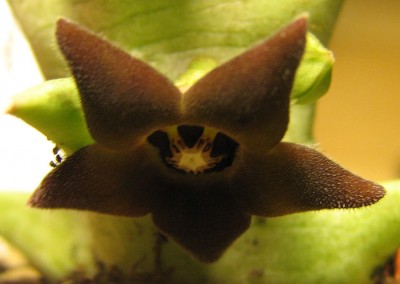Blüte Stapelia 01.jpg