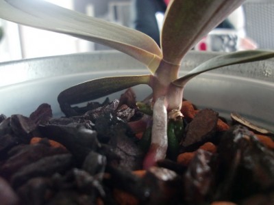 Phal. Hybride Kindel #1-1.jpg