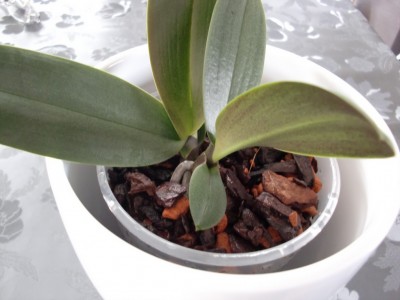 Phal. Hybride Kindel #3-3.jpg