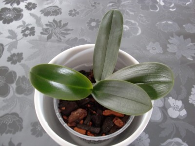 Phal. Hybride Kindel #3-2.jpg