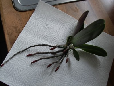 Phal. Hybride Kindel #3-1.jpg