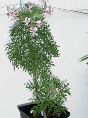 Pelargonium radens.jpg