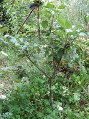 Apfel NACH Fruchtfall 2.jpg