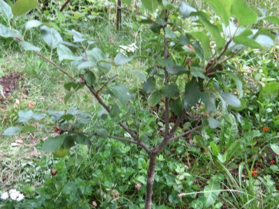 Apfel NACH Fruchtfall 1.jpg