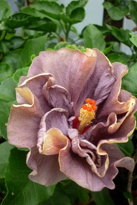 T. Lavender Frolic.JPG