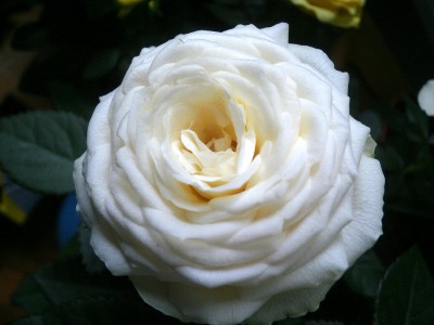 Rose2.jpg