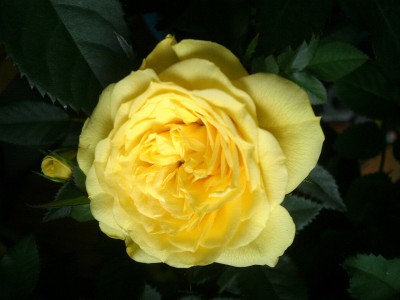 Rose1.jpg
