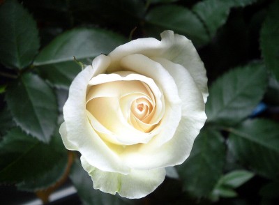 Rose.jpg
