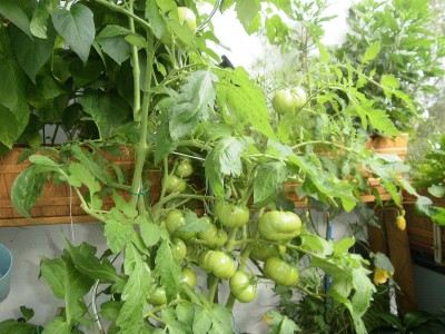 blaue Tomaten.jpg