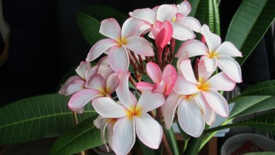 IMG_1084kl.jpg