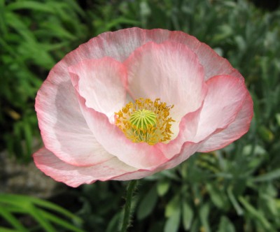 KlatschMOHN_5509.jpg