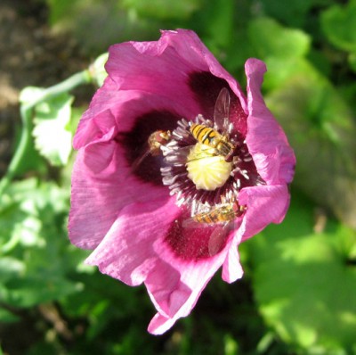 Schwebfliegen auf Schlafmohn_5413.jpg