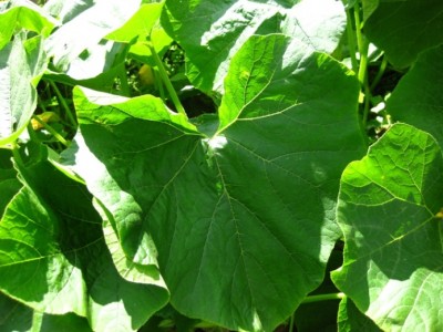 Hokkaido-Blatt.jpg
