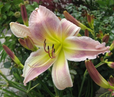 Lila Sämling helle Blüte_5501.jpg