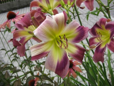 lila Sämling_5540.jpg