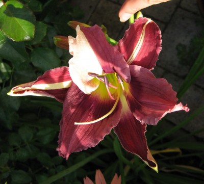 Alling Harlekin_5393.jpg