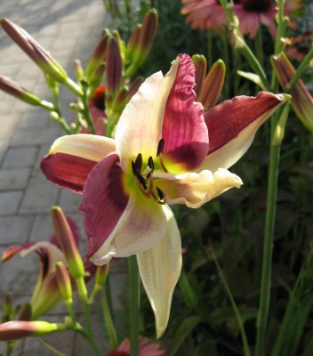 Alling Harlekin_5392.jpg