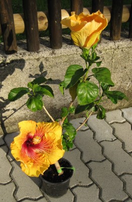 Hibiscus Oliver_5613.jpg