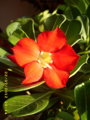 a43c43fd.xl.jpg