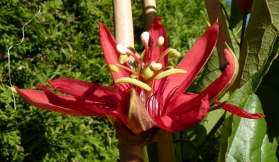 Passiflora vitifolia1.jpg