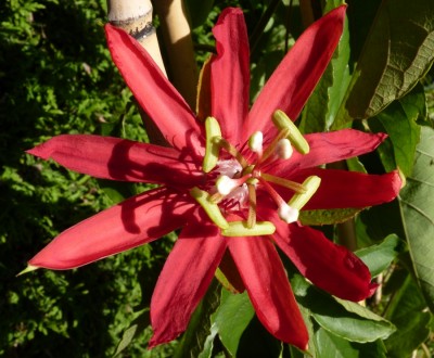 Passiflora vitifolia.jpg