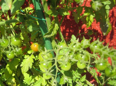 Green 6 204.jpg