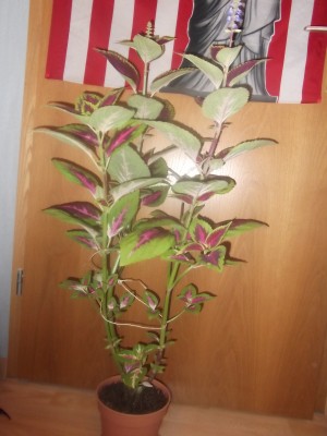 DSCF6121.JPG