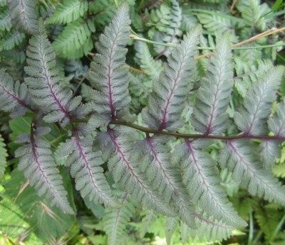 Green 6 183.jpg