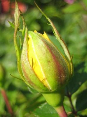 Green 6 219.jpg