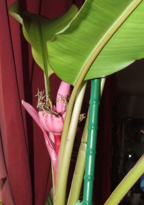 Banane.jpg