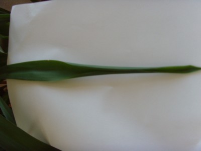 SNV34236.JPG