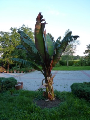 maurelli 22.07.2012.jpg