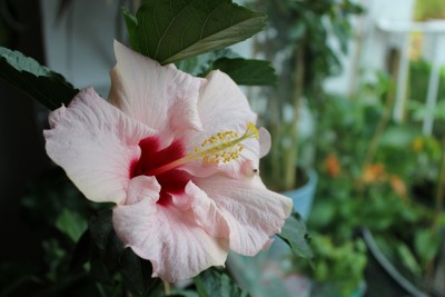 Hibiskus1.jpg