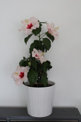 Hibiskus.jpg