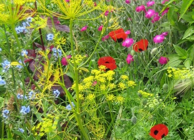 Mohn auf Wildwiese.jpg