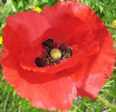 Mohn8.jpg