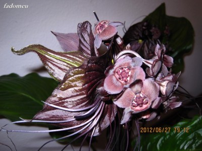 tacca1.jpg