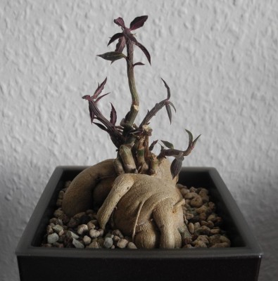 DSCN4375.JPG