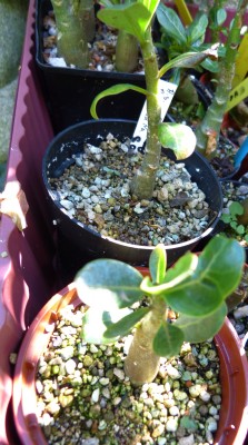 Adenium Wollschweber.jpg