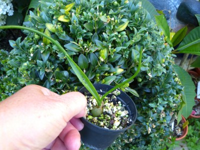 P1050247 meerzwiebel verkl.jpg