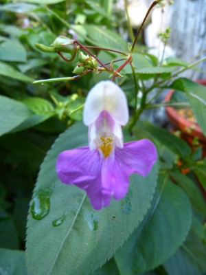 P1050246 verkl  Impatients balfouri.jpg