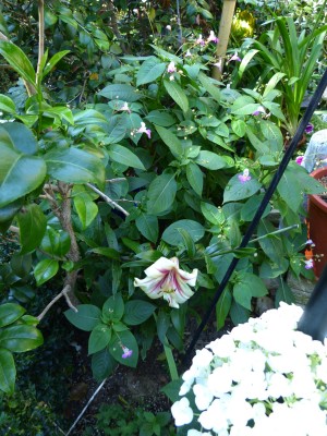 P1050245 verkleinert  Impatients balfouri.jpg