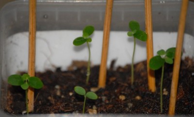 Aristolochia 001yy.jpg