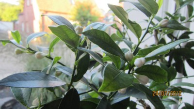 Limonella Blüten.jpg