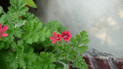 L1090809.jpg