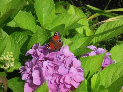 24072012 004.JPG