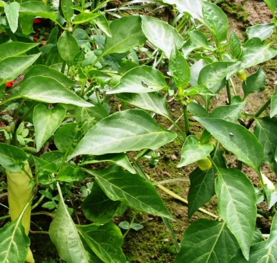 PICT0127.JPG