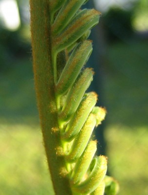 Green 6 236.jpg